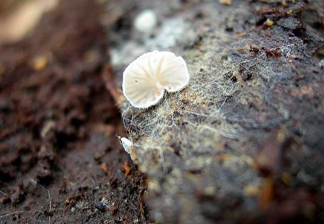 2005 :  Un anno di funghi